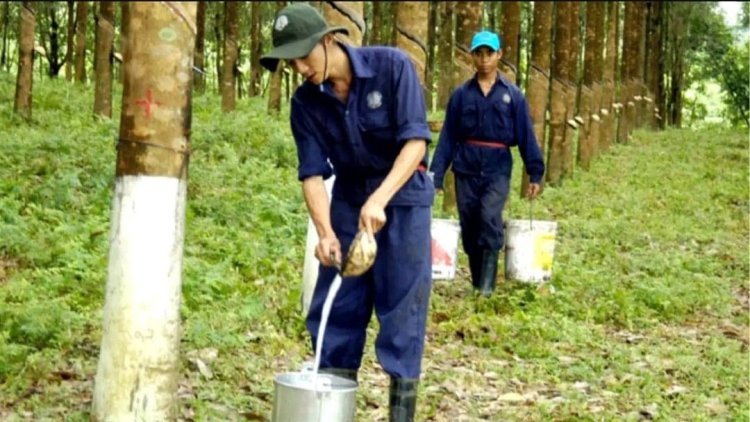 ரப்பர் உற்பத்தி பெருமளவு பாதிப்பு