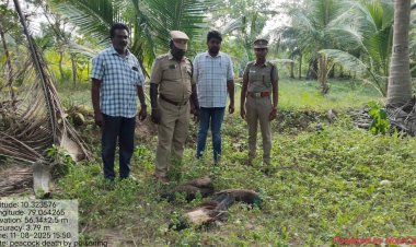மயில்களை விஷம் வைத்துக் கொன்ற குற்றவாளியை பிடித்து கைது செய்த புதுக்கோட்டை வனத்துறையினர்
