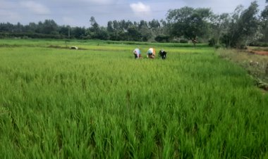 வயல்களுக்கு களை எடுக்கும் பெண்கள்