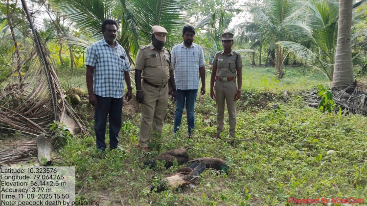 மயில்களை விஷம் வைத்துக் கொன்ற குற்றவாளியை பிடித்து கைது செய்த புதுக்கோட்டை வனத்துறையினர்