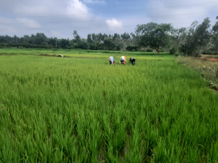 வயல்களுக்கு களை எடுக்கும் பெண்கள்