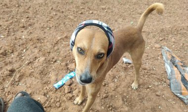 நம்ம டானுக்கு ரொம்ப குளிரும் போல, பாதுகாப்பு கவசத்துடன் உலா வருகிறார்.!