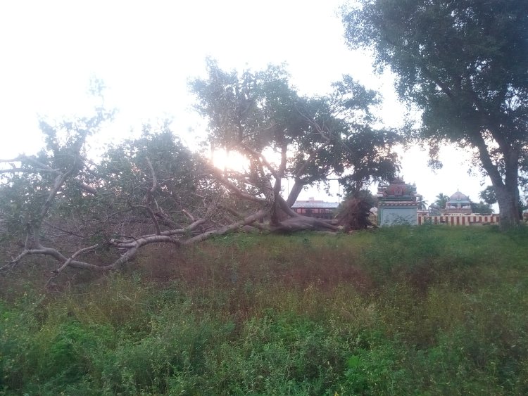 புதுக்கோட்டையில் வேருடன் சாய்ந்த ஆலமரம், பொதுமக்கள் வேதனை!
